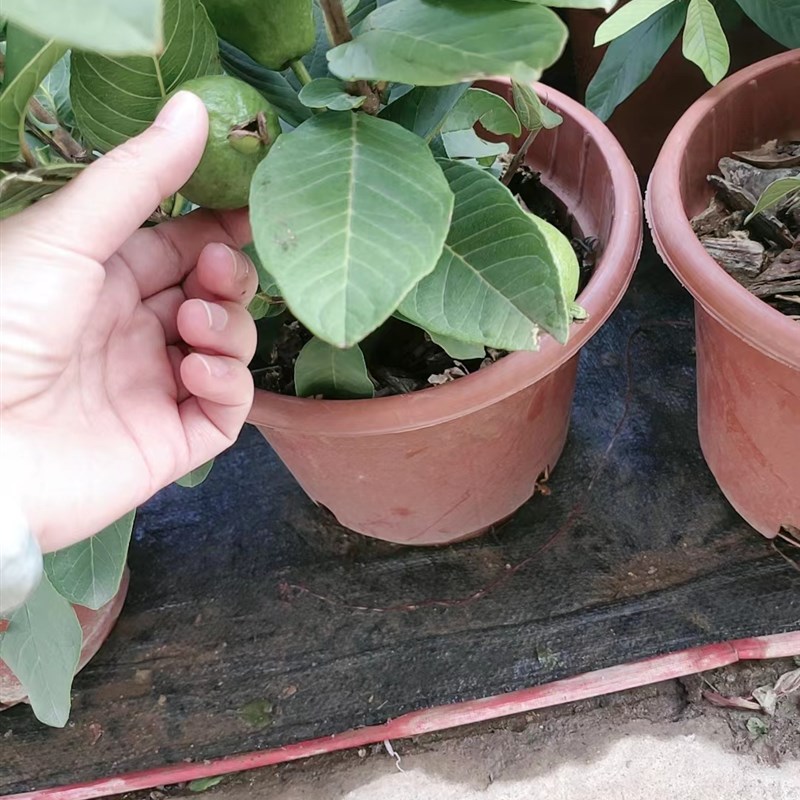 番石榴树苗盆栽带果台湾西瓜芭乐果树苗阳台庭院地栽果树石榴树苗