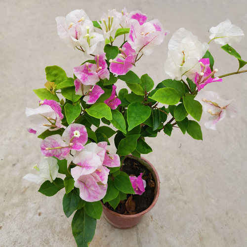 三角梅盆栽带花绿樱漳红樱树苗老桩重瓣阳台别墅耐热开花木本多色
