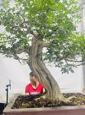 正宗九里香大小盆栽盆景树桩老桩熟桩办公室内阳台庭院绿植花卉