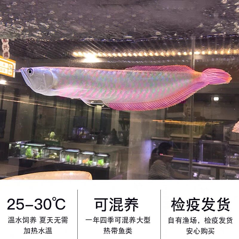 中小型银龙鱼缸水族箱大型客厅家用鱼缸懒人生态免换水玻璃金鱼缸