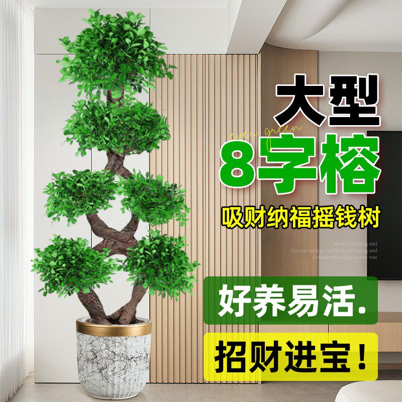 8字造型金钱榕树发财树老桩绿植盆栽大室内客厅招财绿植办公室