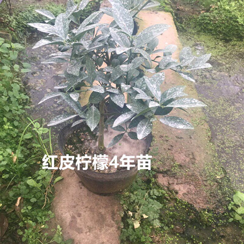 金华佛手苗/千指佛手/小果品种/花叶佛手苗/盆栽佛手带盆栽好包邮