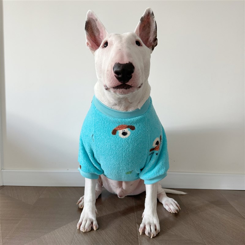 糯叽叽雪妮绒秋冬卫衣中大型犬宠物卫衣牛头梗拉布拉多法斗哈士齐