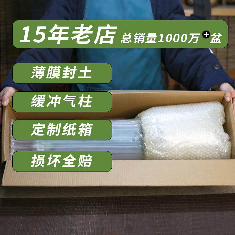 进口北美冬青盆栽带红果送公树年宵花真鲜花耐寒花卉北美冬青树苗
