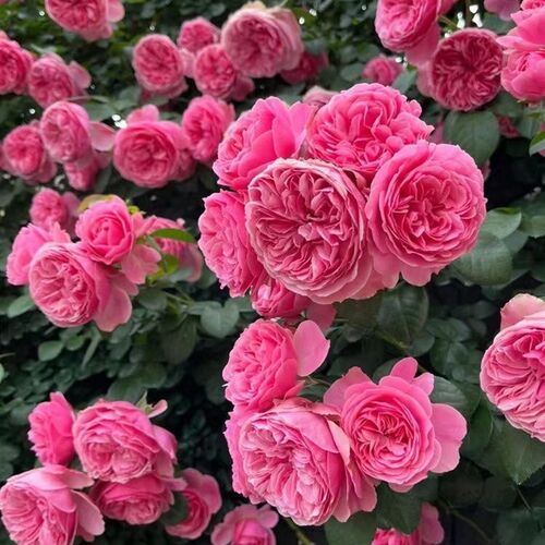 粉色龙沙宝石月季花苗藤本爬藤蔷薇花苗庭院植物粉龙盆栽月季花苗