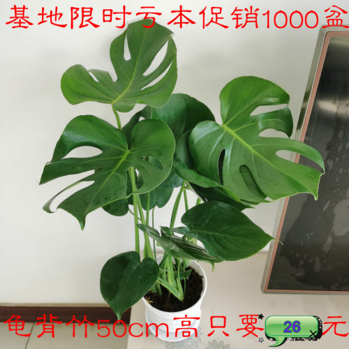 龟背竹盆栽大型绿植室内水培植物植物四季客厅仙洞开背龟背竹老桩