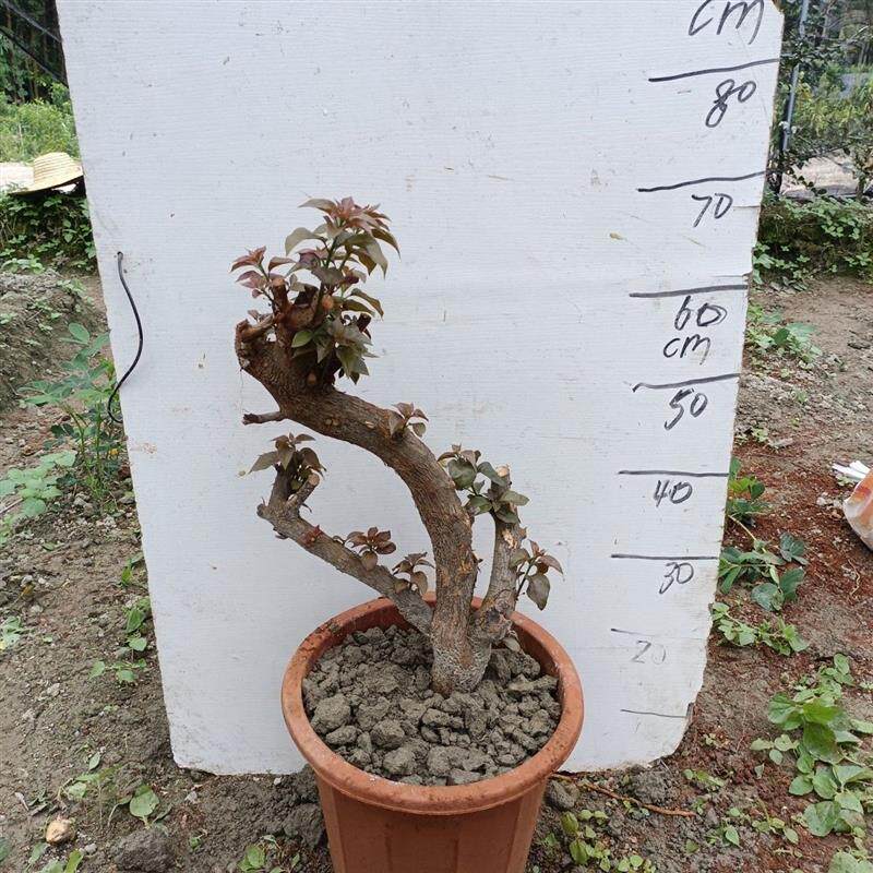 三角梅盆景树桩阳台庭院盆景绿化绿植老桩造型盆栽净化空气
