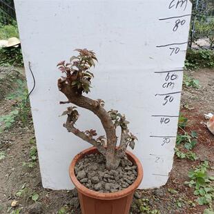 三角梅盆景树桩阳台庭院盆景绿化绿植老桩造型盆栽净化空气