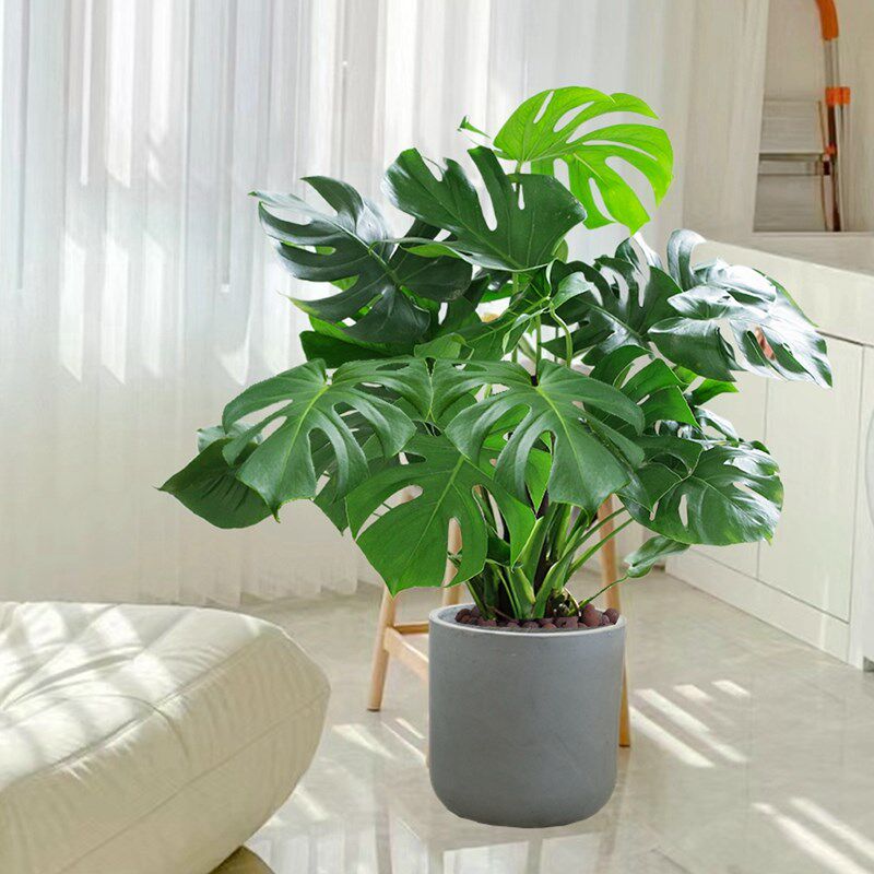 龟背竹客厅大盆栽老桩大叶植物办公室大型绿植室内净化空气吸甲醛