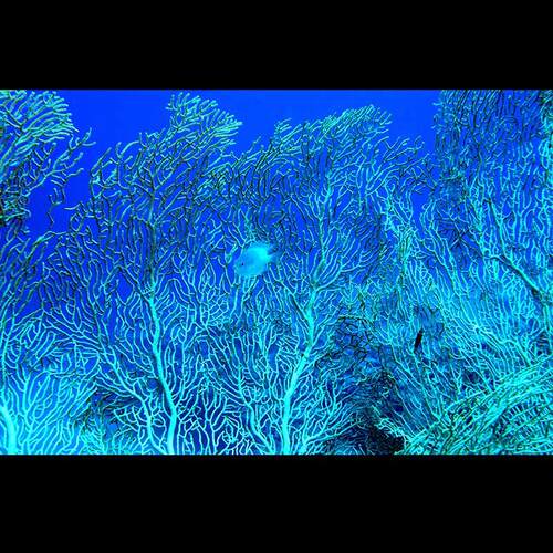 鱼缸背景贴纸高清图3D立体挂画水族箱壁纸海底世界造景自粘定制