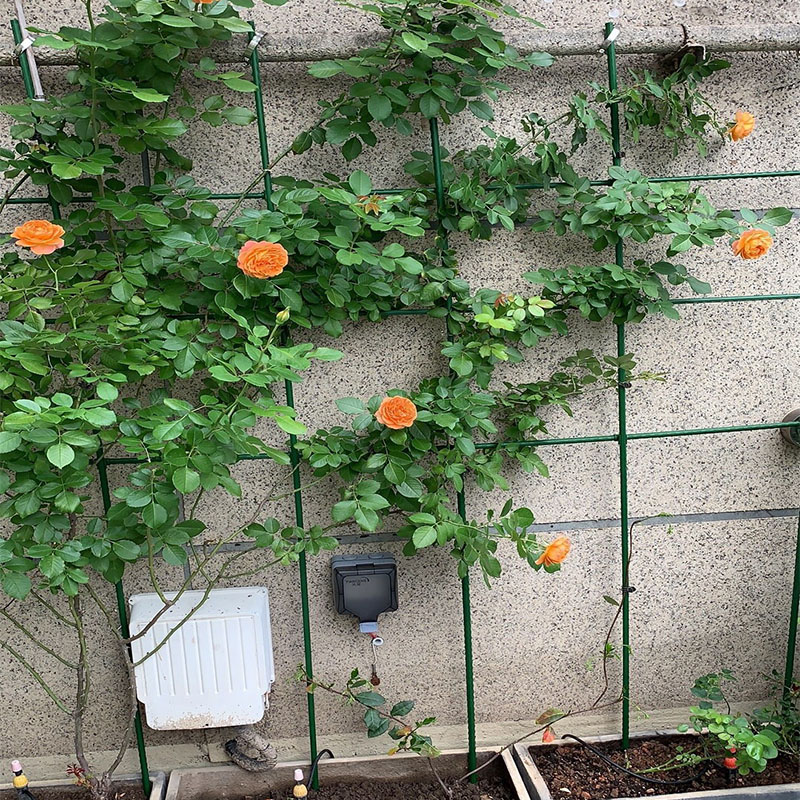 爬藤架月季花架黄瓜爬藤支架葡萄架种植箱植物包塑钢管支撑杆庭院