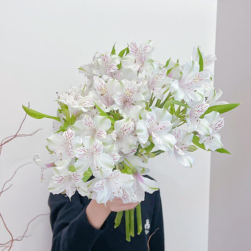 落差感极强潜力股花材白色水仙百合鲜花云南直发插花水养花期长顺