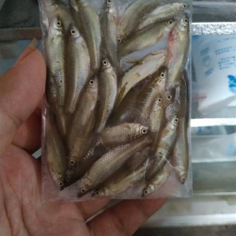 各种尺寸新鲜冰冻小鱼仔麦穗旁皮食蚊鱼等约50克小袋分装喂食方便