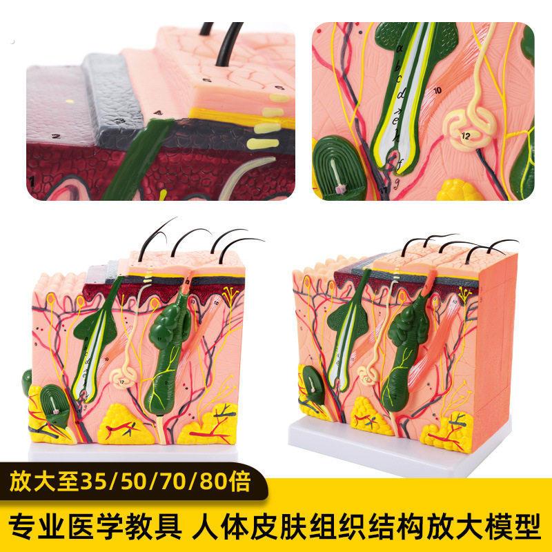 皮肤结构模型立体人体组织层次放大解剖医学教具生理展示解剖模具