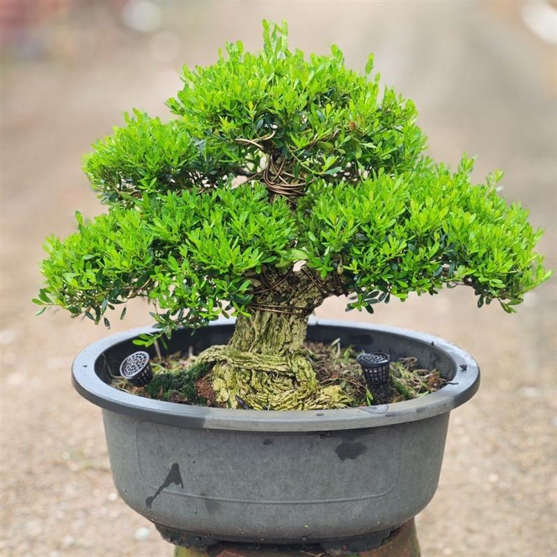 矮霸小叶黄杨盆景树桩室内阳台绿植四季常青好养耐寒植物老桩造型图片