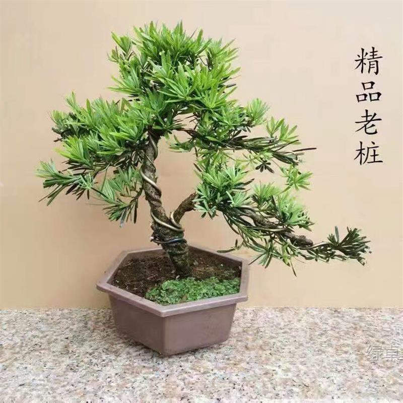 罗汉松盆栽老桩造型盆景树室内客厅办公室桌面绿植花卉四季常青