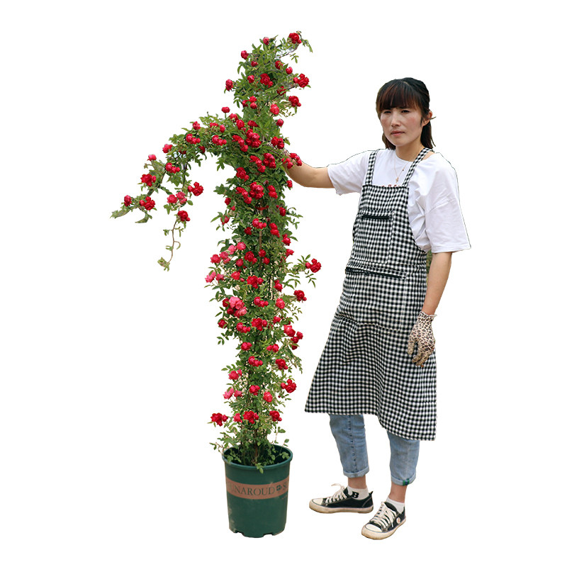 黄木香花苗爬藤植物庭院爬墙耐寒花卉浓香四季红木香藤本月季盆栽