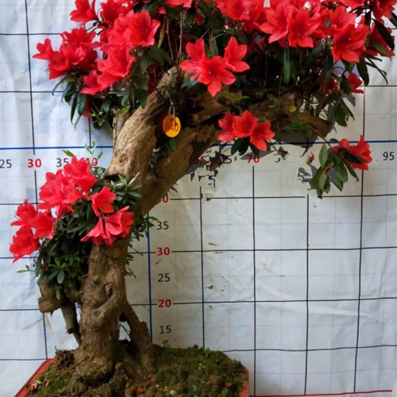 精品杜鹃花小老桩树桩盆景映山红熟桩室内防辐射阳台绿植花卉包邮