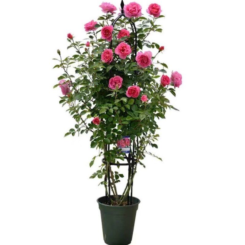 爬藤粉色达芬奇蔷薇花苗四季开花藤本月季盆栽室内外爬墙粉达大苗