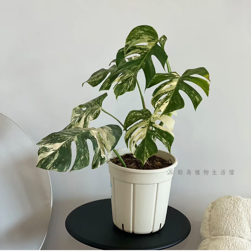洒金龟背竹白锦龟背竹锦化植物室内盆栽绿植客厅北欧热植网红好养