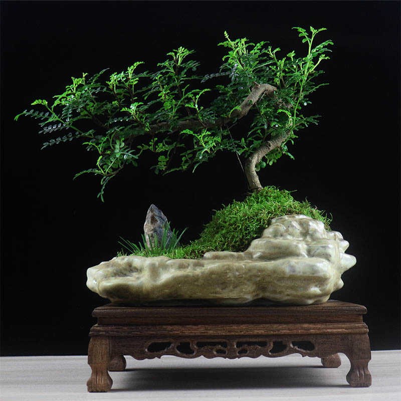 清香木盆景老桩胡椒木悬崖造型树桩山水假山植物室内桌面绿植盆栽
