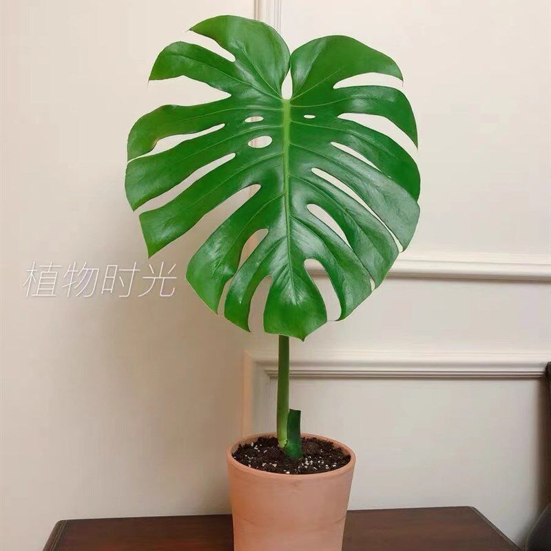 植物时光 老桩龟背竹 一物一拍 大型室内植物盆栽吸甲醛