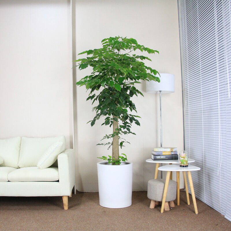 幸福树室内绿植大型盆栽发财树客厅阳台绿宝植物四季好养盆景花卉