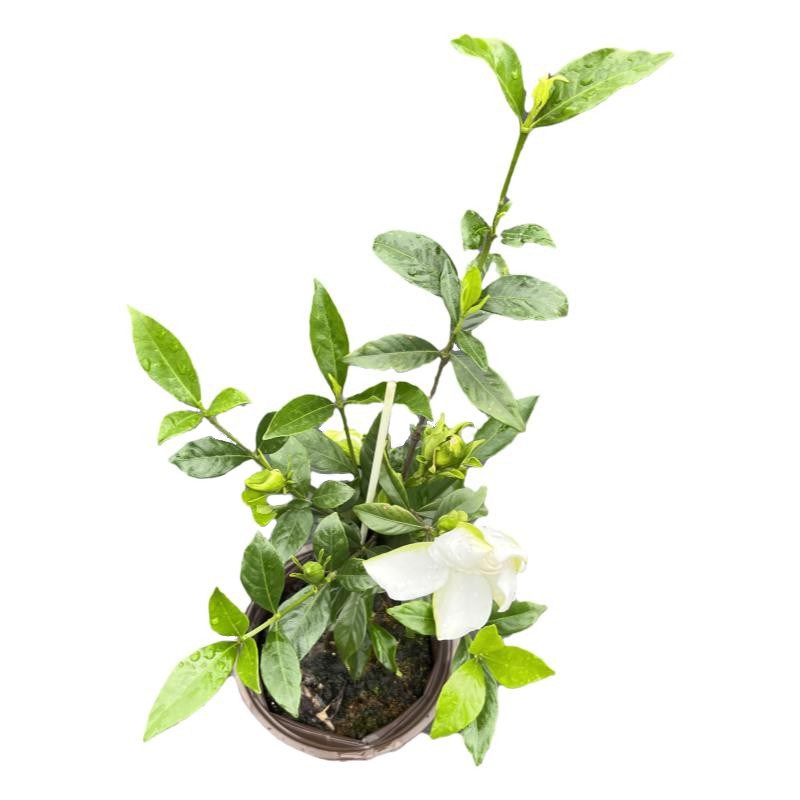 栀子花香雪五号重瓣盆栽花卉植物室内外庭院绿植浓香型大树苗好养