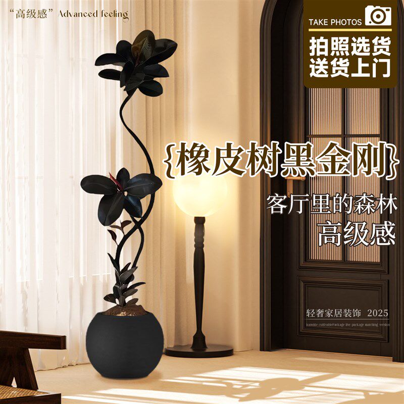 造型黑金刚橡皮树客厅大盆栽大叶高级感办公室内大型绿植好养真树
