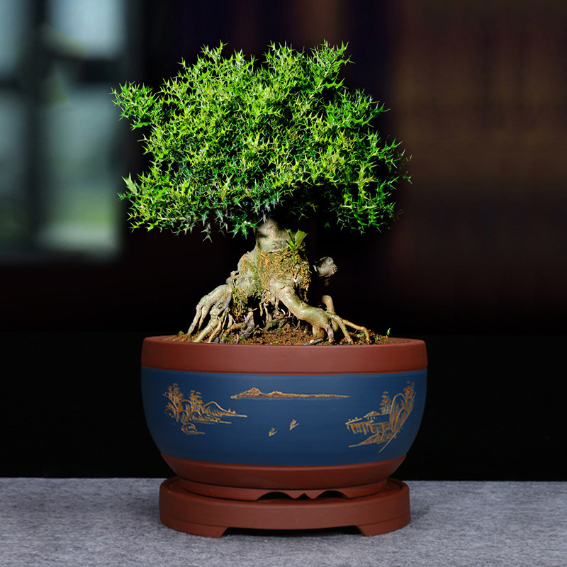 盆景盆圆形特大号紫砂盆 蝴蝶兰 绿萝组合多肉大拼盘特价花盆包邮