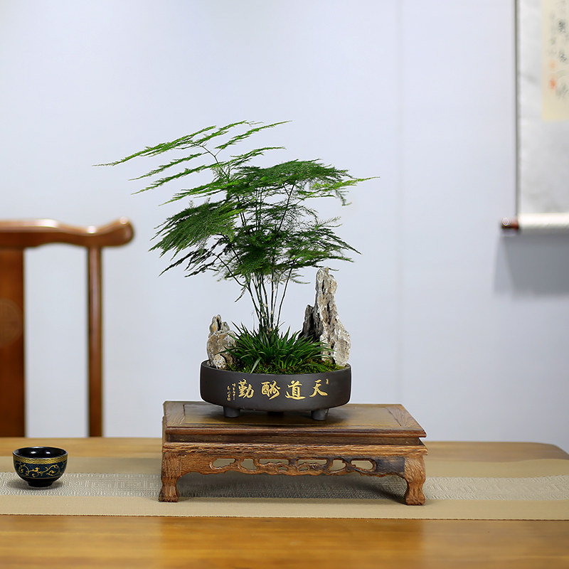 文竹盆栽室内盆景植物云竹客厅办公室桌面新中式高档绿植四季常青