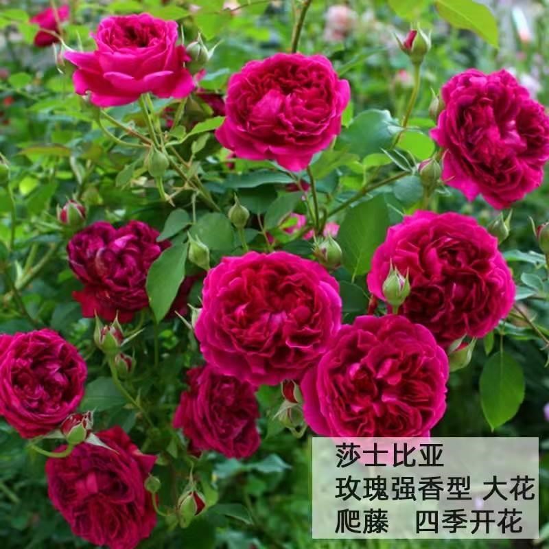 蔷薇花苗藤本月季大花浓香庭院爬藤植物花卉盆栽阳台玫瑰爬墙四季