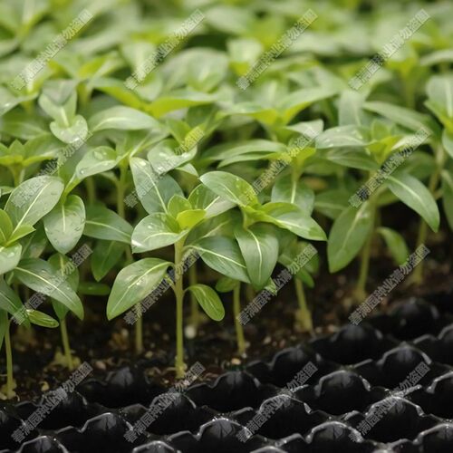 【50穴】加厚育苗盘 育苗盆 育苗钵 穴盘 种菜育苗更方便 种植盘
