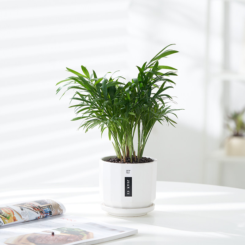 【优惠4盆植物】室内绿植盆栽九里香文竹袖珍椰子植物办公室企业