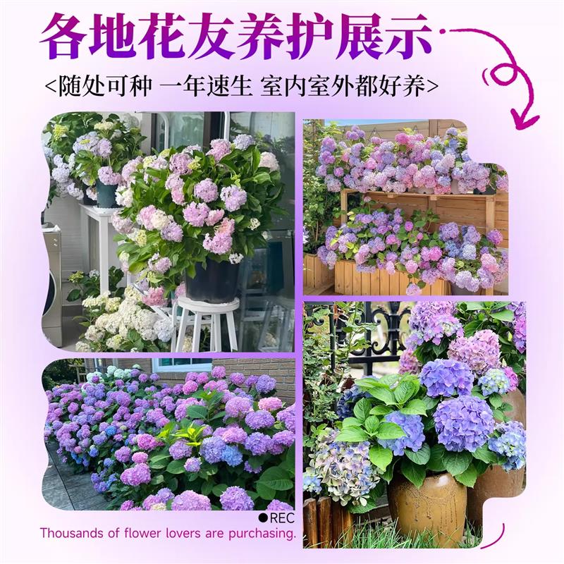 绣球花苗四季花卉大花无尽夏带花苞室外庭院阳台绿植好养地栽盆栽