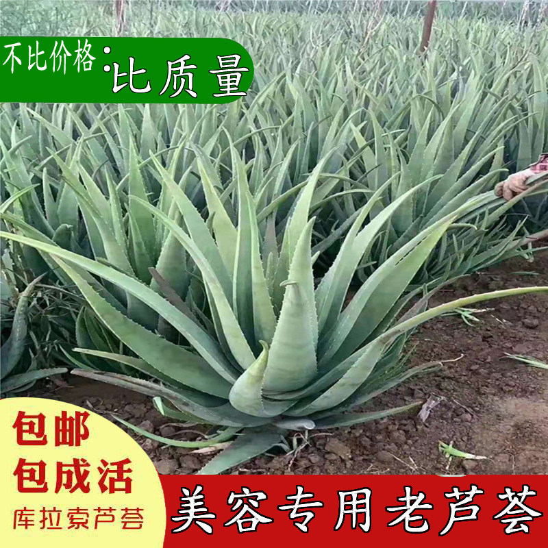 美容院库拉索芦荟盆栽多肉植物室内花卉绿植美容芦荟灌肤30斤35斤