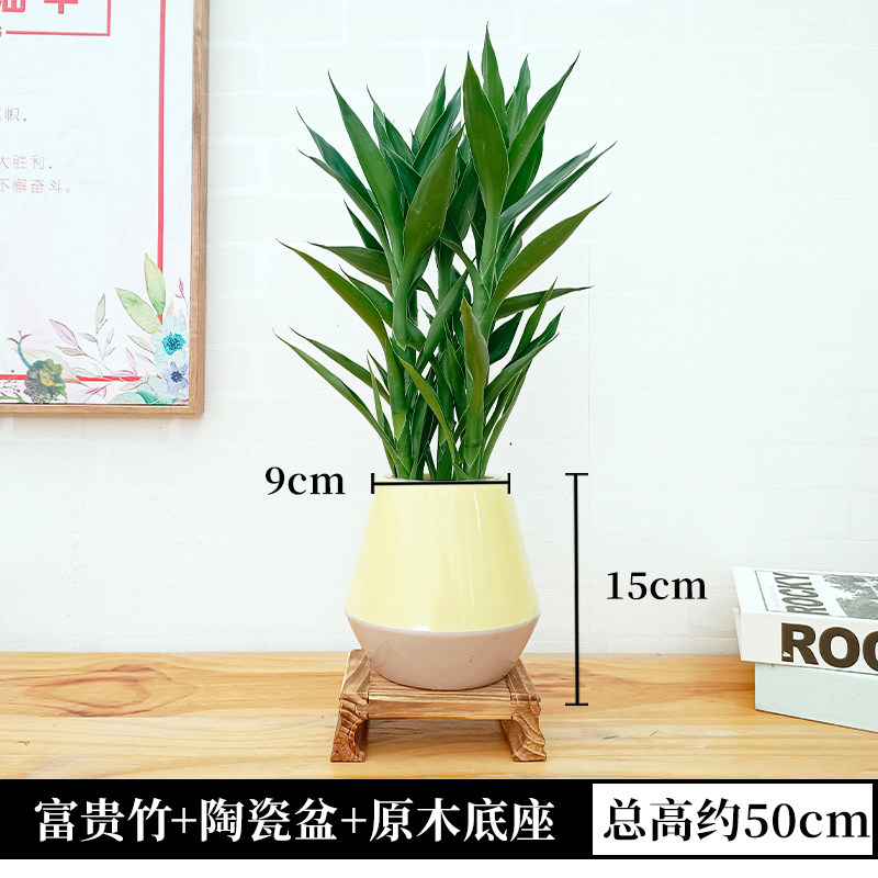 水培富贵竹节节高小盆栽绿植物带根水养招财竹开运竹转运办公室内