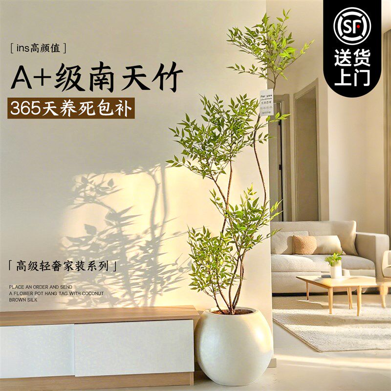 南天竹盆栽客厅真树绿植室内大型高级感植物火焰老桩庭院造景树苗