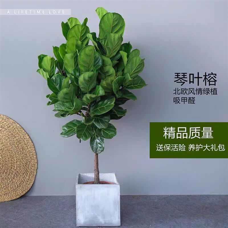 琴叶榕盆栽大型北欧风格办公室阳台庭院喜阳植物深圳同城配送