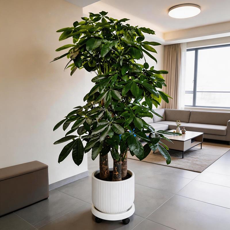 发财树客厅盆栽大棵招财树室内大型绿植物落地办公室开业送礼盆景