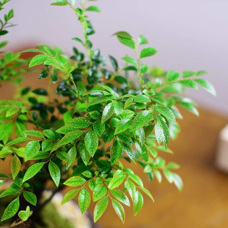 小叶紫檀盆栽黑骨茶办公室内桌面新中式盆景植物绿植四季好养送礼