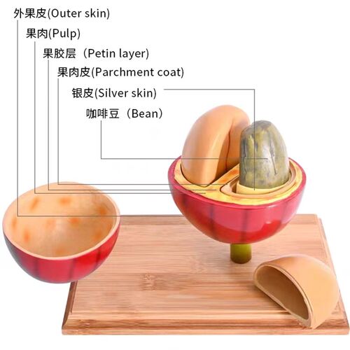 咖啡豆仿真模型摆件咖啡师培训烘焙商咖啡馆展示教学用具咖啡器具