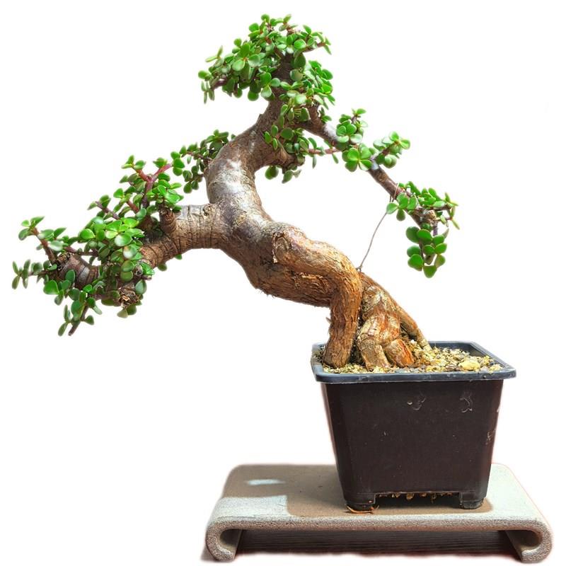 多肉植物金枝玉叶老桩大树型造型盆景一物一拍掌上精品艺术盆栽