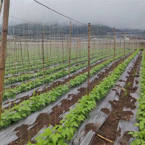 爬藤网豆角西红柿茄瓜植物爬藤网豌豆四季豆豇豆等豆类爬藤