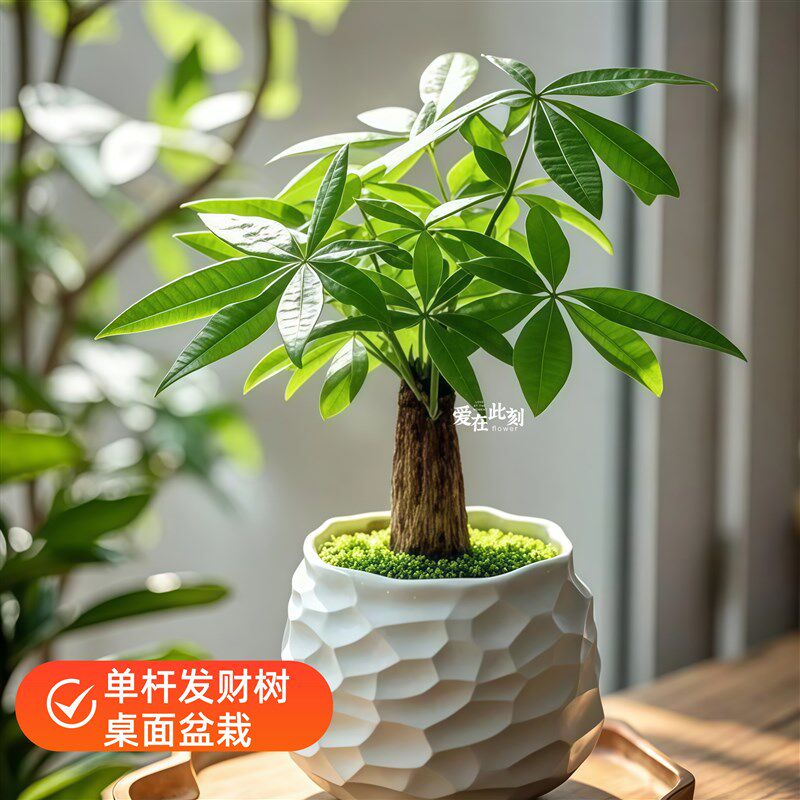 全国发财树盆栽大棵室内摆放大型招财树绿植乔迁开业同城配送上门