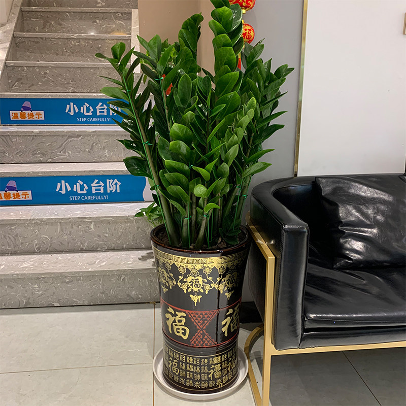 金钱树盆栽室内大型绿植办公室客厅好养植物吸甲醛乔迁开业广州