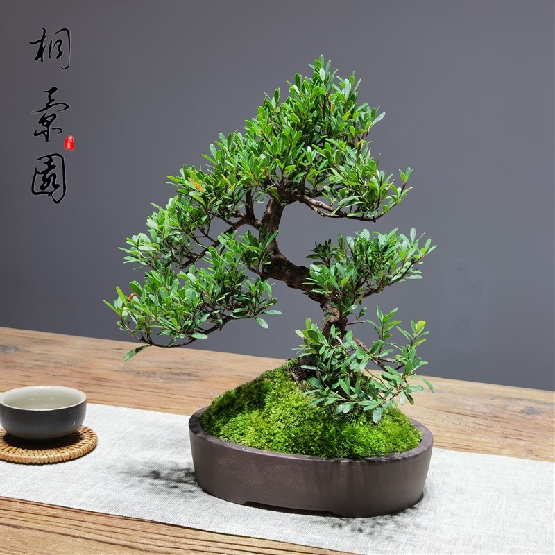 小叶赤楠盆景小老桩办公桌阳台书房造型绿植室内盆栽庭院四季常青