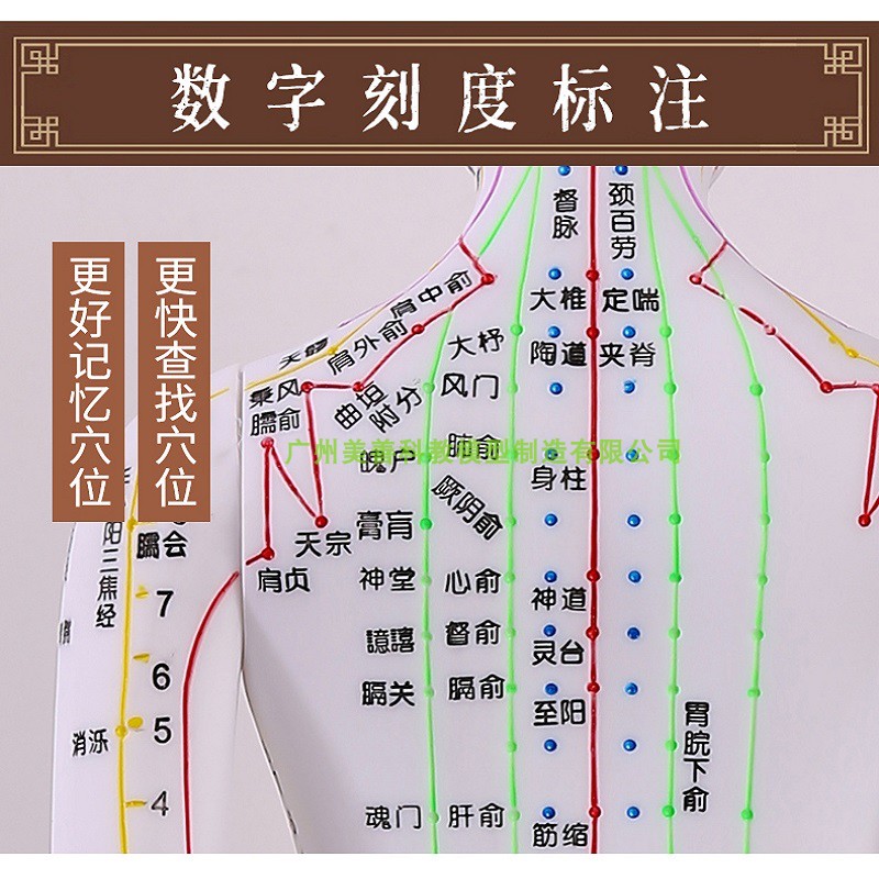 50CM 彩色针灸穴位人体模型 全身经络图人模硅胶推拿小皮人扎针中