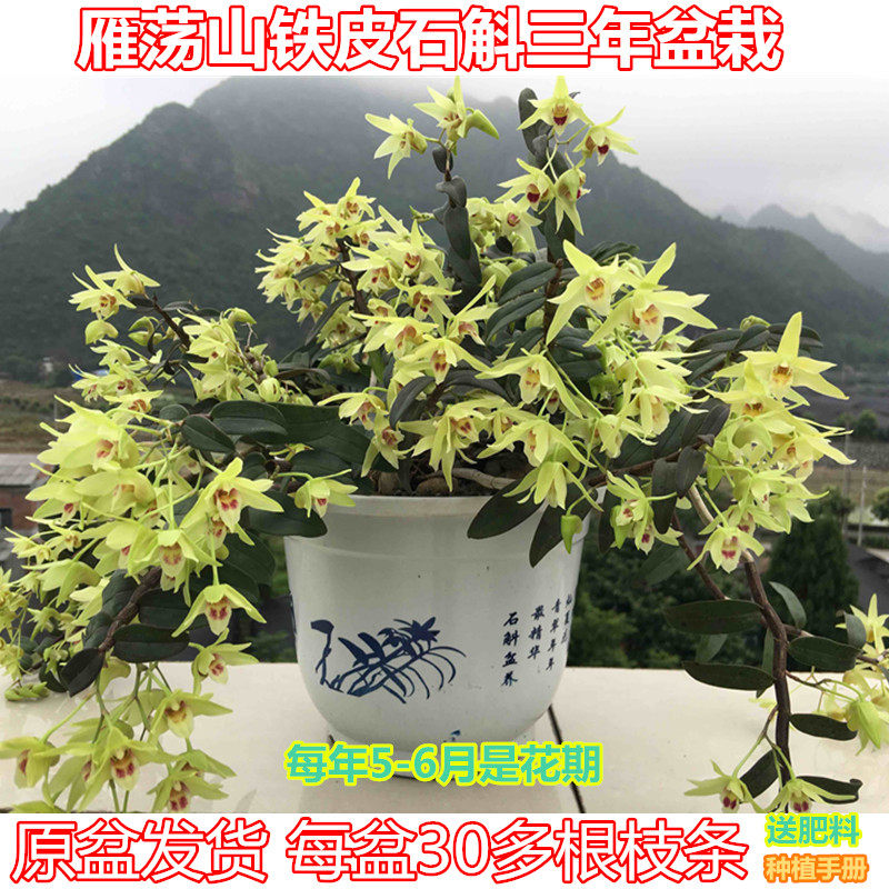 三年生铁皮石斛苗盆栽 铁皮枫斗 鲜条 红杆软脚 驯化苗大种苗盆景