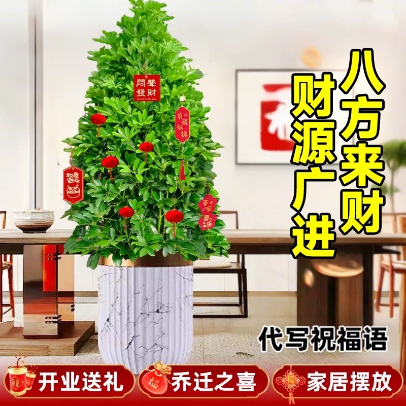 鸭脚木盆栽客厅绿植八方来财鸭掌木花卉室内大型七叶莲植物发财树
